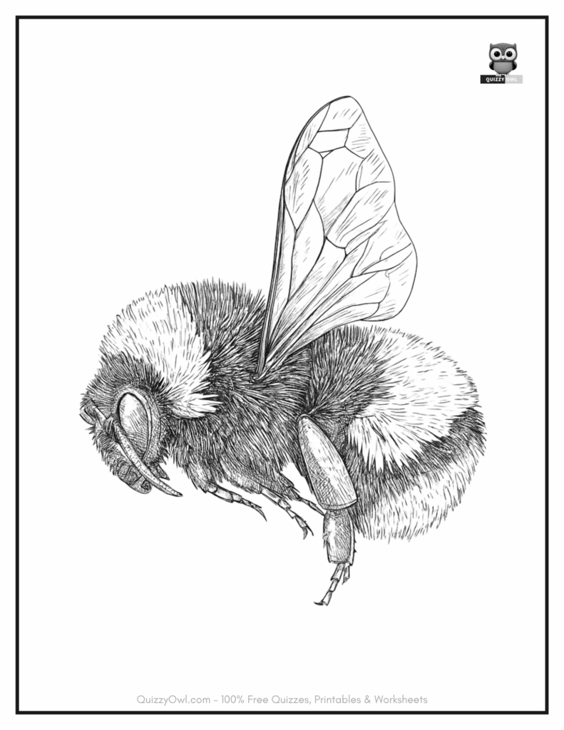 Bee coloring page featuring a realistic depiction of a natural bee with detailed wings and body