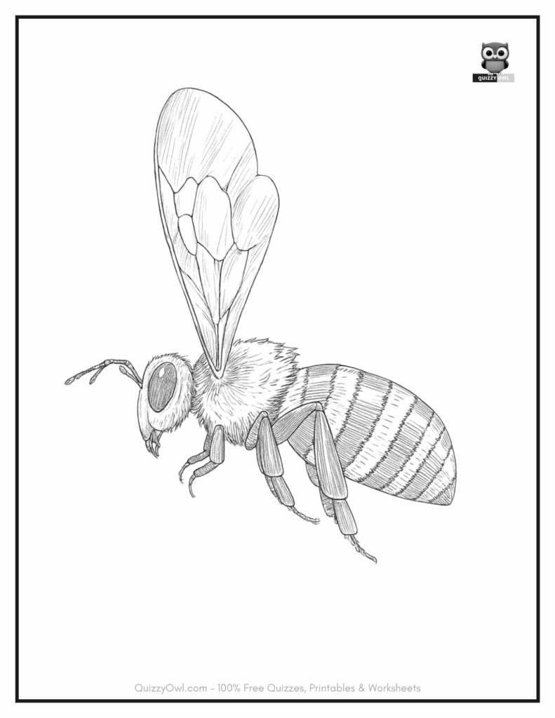 Realistic bee coloring page with detailed wings, body segments, and antennae for educational use