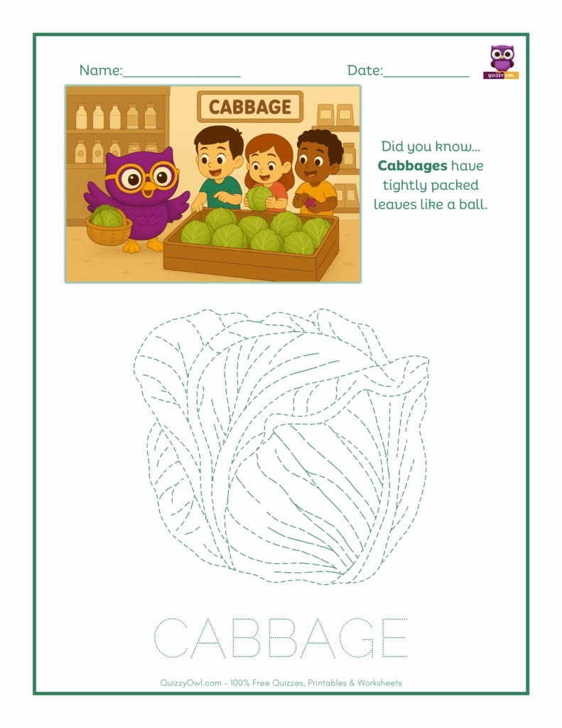 Cabbage tracing worksheet for kids