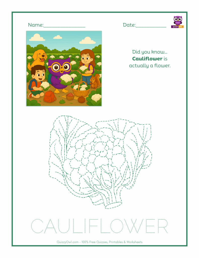 Cauliflower tracing worksheet for kids