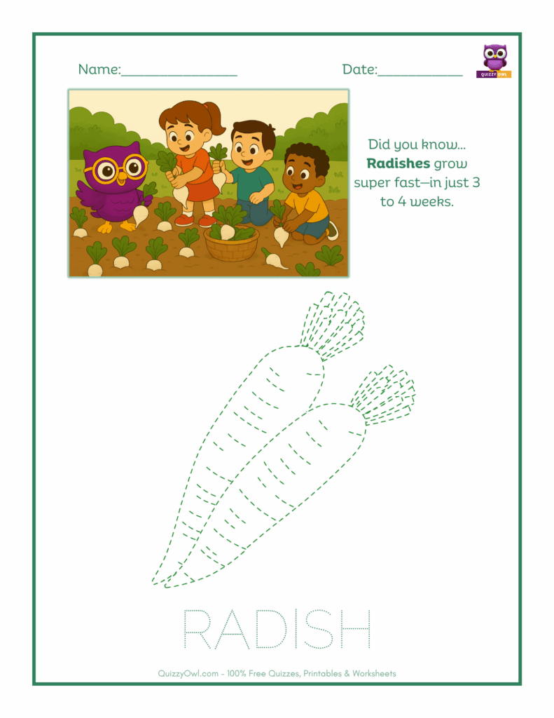 Radish tracing worksheet for kids
