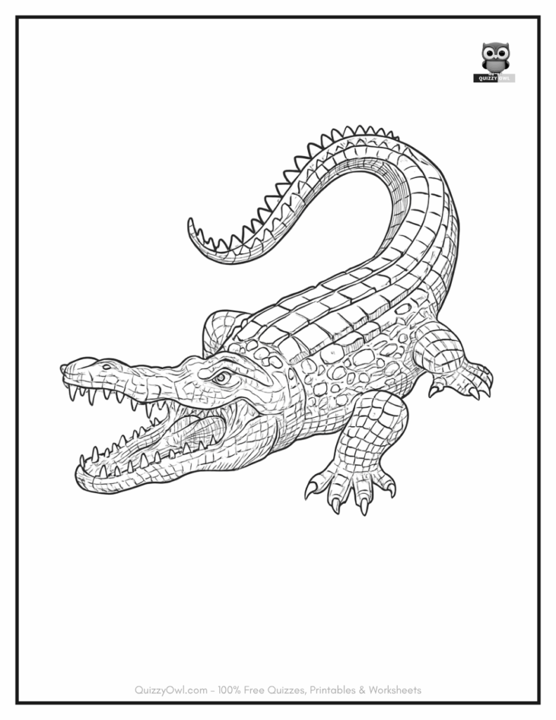 Natural Pose Alligator illustration from alligator color sheet collection.