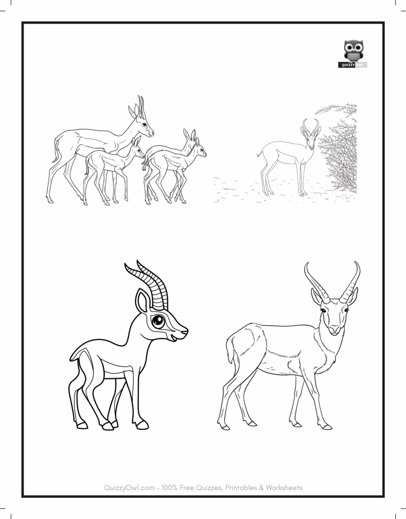 Wildlife coloring sheet with four different antelopes – animal coloring page.