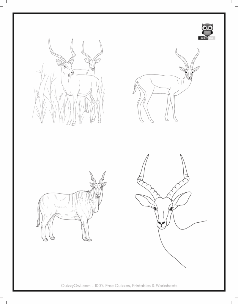 Animal coloring page with four antelope drawings – wildlife activity for kids.