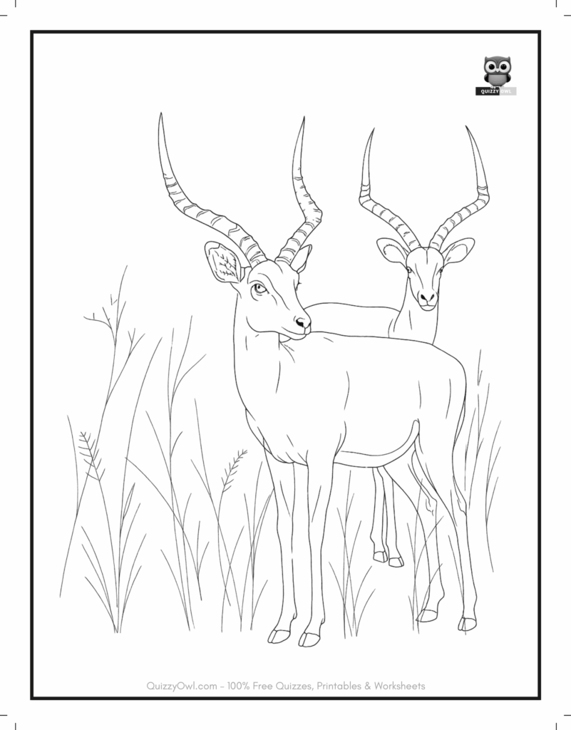 Outline drawing of a pair of antelopes standing together – animal coloring page for kids.