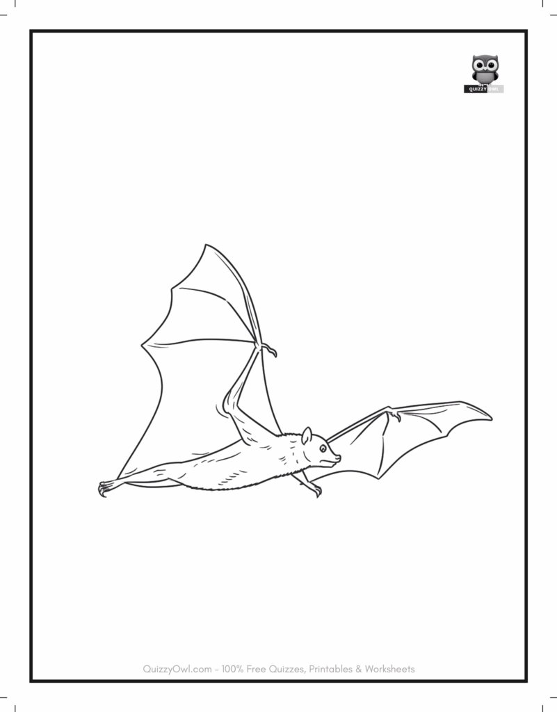 Realistic Bat featured in bat coloring pages for kids to color.