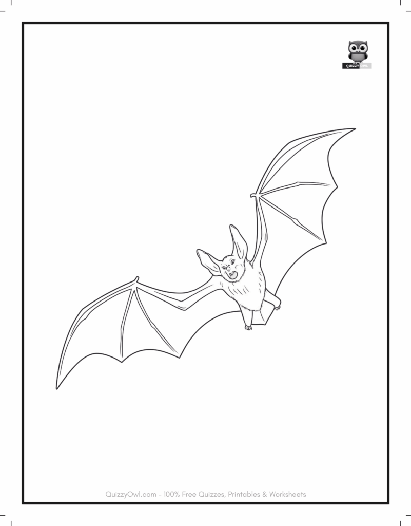 Real Bat featured in bat coloring pages for kids to color.